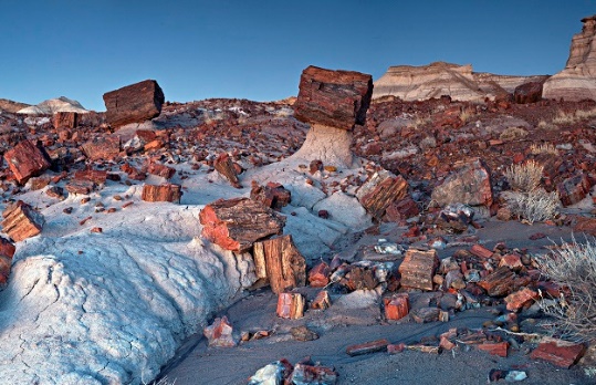 S:\Trade and Media\Media Relations\04 - Pitches\National Parks\photos reduced size\Petrified Forest- Jasper Forest - small.jpg