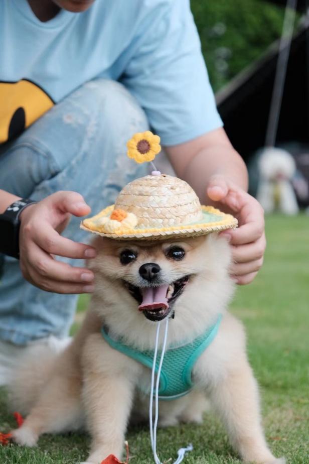 A dog wearing a hat

Description automatically generated with medium confidence