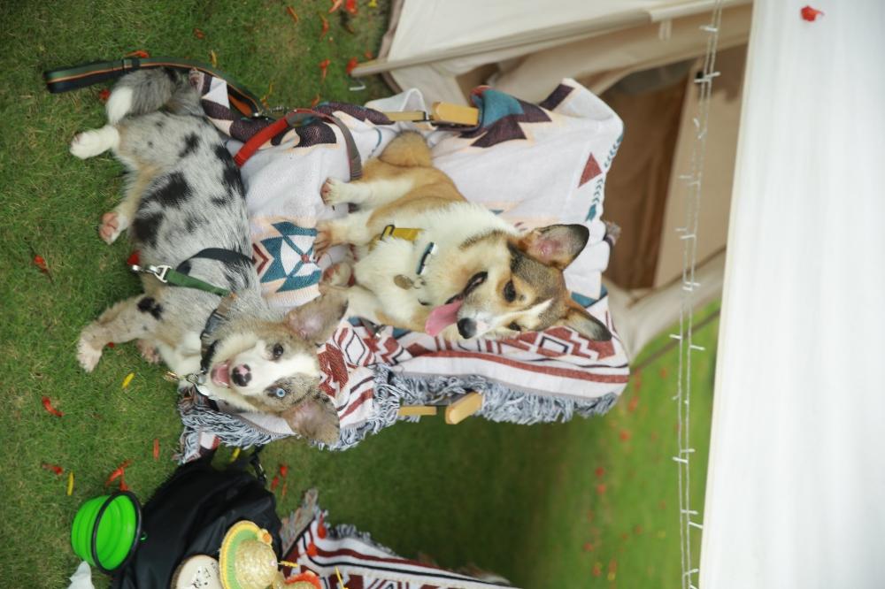 三亚海棠湾阳光壹酒店开启“爱宠壹起去露营”活动