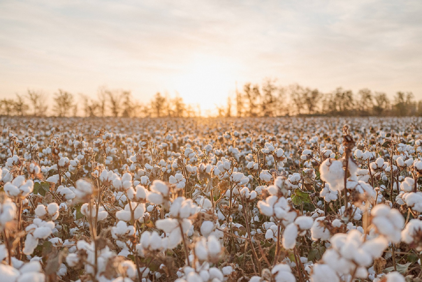 首个棉花可持续生产标准诞生 全棉时代推动行业高质量发展