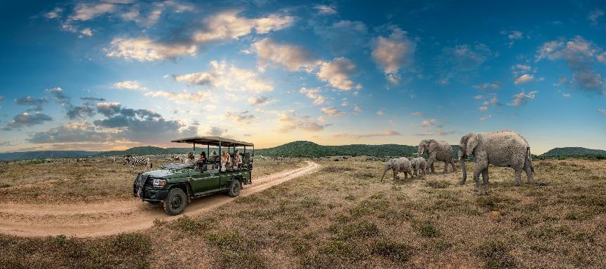 Group of friends on a game drive surrounded by animals at the Shamwari Game Reserve