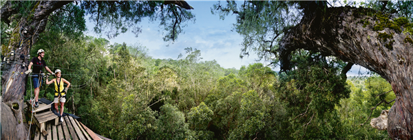 Panoramic shot enjoying a zip line session through the forest canopy
