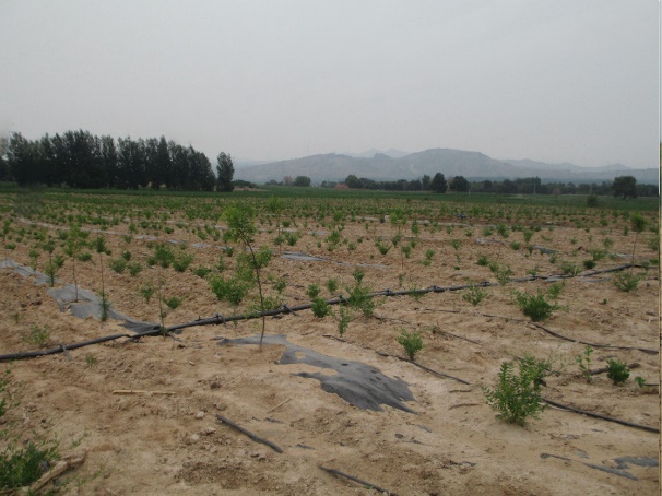 第十三座科勒林落址内蒙古元赤峰市宝山区  科勒为美好环境而设计 许以更好的未来