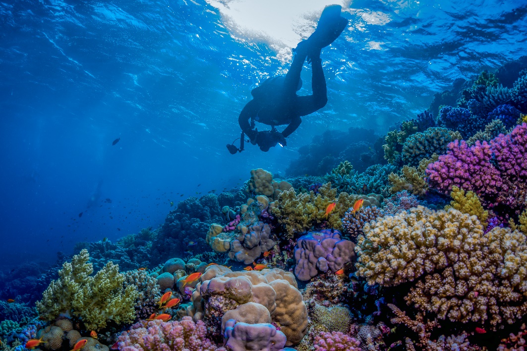 A person swimming under water

AI-generated content may be incorrect.