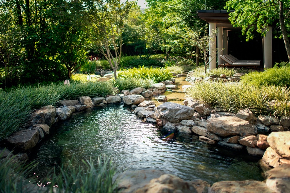 A pond with rocks and plants

AI-generated content may be incorrect.