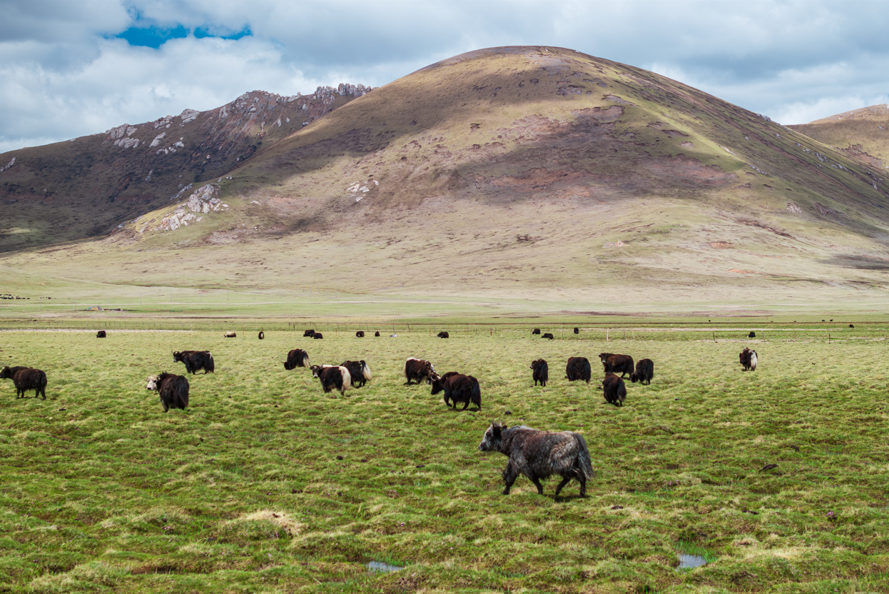 A herd of cows in a field AI-generated content may be incorrect.