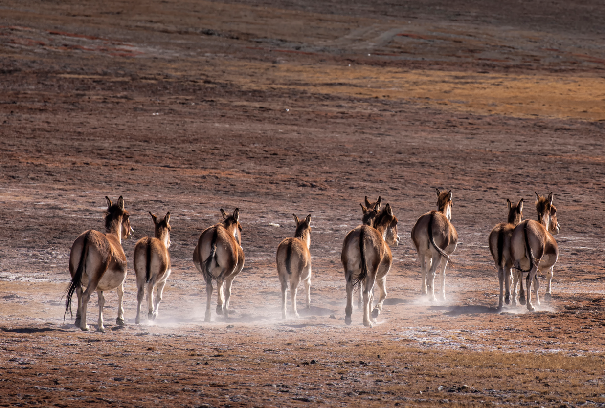 A group of horses walking on a dirt field AI-generated content may be incorrect.