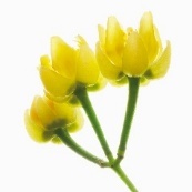 温润净颜 焕亮美肌  THE GINZA御银座 柔澈洁面系列 舒悦焕新