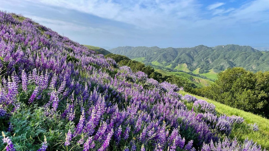 加州三谷地区春季徒步胜地推荐