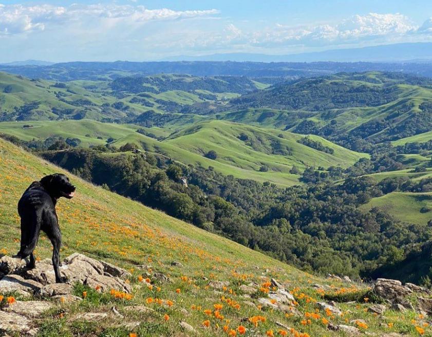 wildflowers3-@naturelovinglab